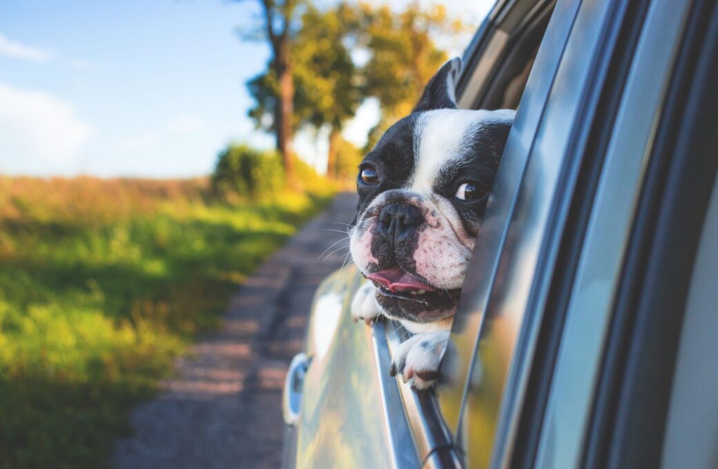 ¿Te vas de vacaciones con tu mascota? La guía para viajar sin estrés