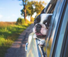 ¿Te vas de vacaciones con tu mascota? La guía para viajar sin estrés