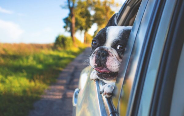 ¿Te vas de vacaciones con tu mascota? La guía para viajar sin estrés